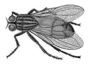Historical illustration of a house fly (Musca domestica)