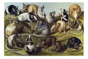 Historical illustration, House Mice (Mus musculus)