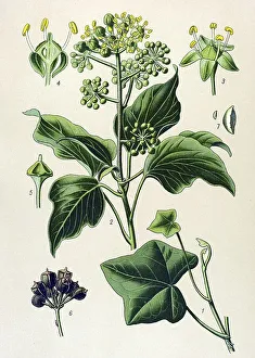 Historical illustration, Ivy (Hedera helix)