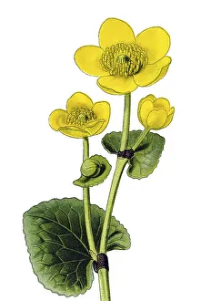 Historical illustration, Kingcup (Caltha palustris)