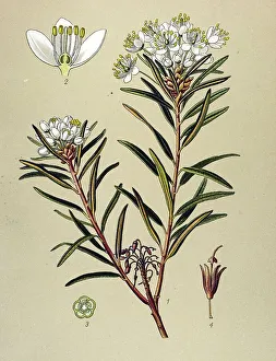 Historical illustration, Marsh Labrador Tea (Ledum palustre)