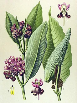 Historical illustration, Milkweed (Asclepias Cornuti)