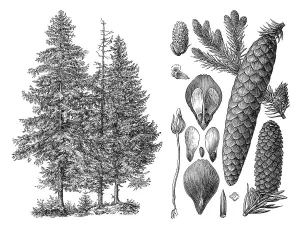 Historical illustration, Norway Spruce (Picea abies)