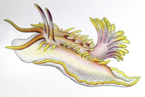 Historical illustration, Nudibranchia