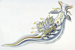 Historical illustration, Nudibranchia
