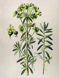 Historical illustration, Petty Spurge (Euphorbia Peplus)