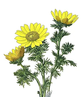 Historical illustration, Pheasant's eye (Adonis vernalis)