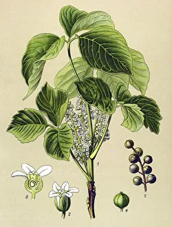 Historical illustration, Poison Ivy (Rhus toxicodendron)