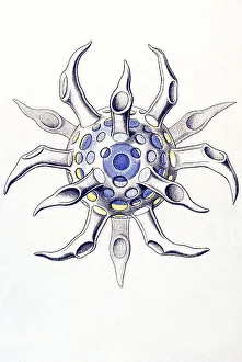 Historical illustration, Polycyttaria