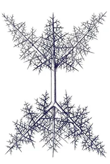 Historical illustration, Polycyttaria
