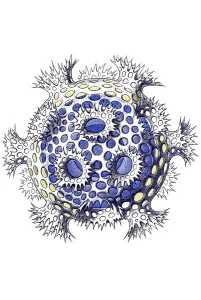Historical illustration, Polycyttaria