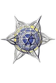 Historical illustration, Polycyttaria