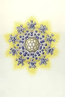 Historical illustration, Polycyttaria