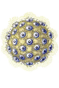 Historical illustration, Polycyttaria
