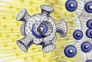 Historical illustration, Polycyttaria