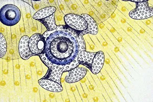 Historical illustration, Polycyttaria