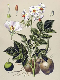 Historical illustration, Potato (Solanum tuberosum)