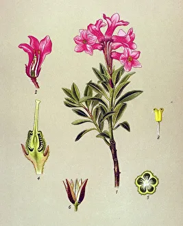 Historical illustration, Rhododendron hirsutum (Rhododendron hirsutum)