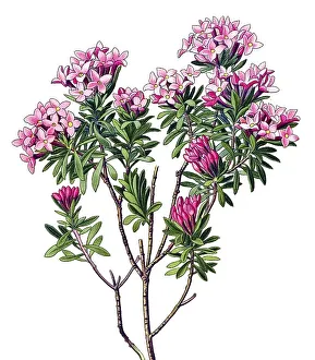 Historical illustration, Rose Daphne (Daphne cneorum)