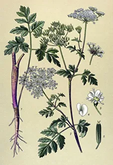 Historical illustration, Rough Chervil (Chaerophyllum temulum)
