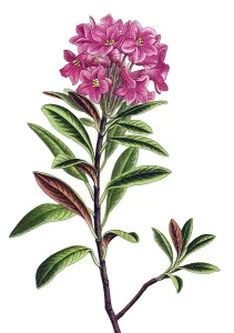 Historical illustration, Rusty-leaved alpenrose (Rhododendron ferrugineum)