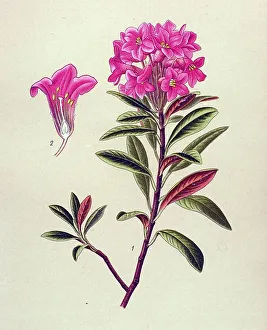 Historical illustration, Rusty-leaved Alpenrose (Rhododendron ferrugineum)