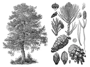 Historical illustration, Scots Pine (Pinus sylvestris)