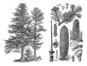 Historical illustration, Silver Fir (Abies pectinata)