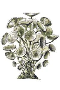Historical illustration, Siphoneae