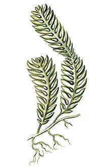 Historical illustration, Siphoneae