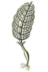 Historical illustration, Siphoneae
