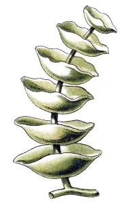 Historical illustration, Siphoneae