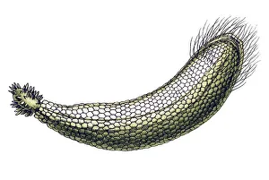 Historical illustration, Siphoneae