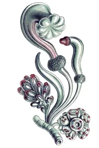 Historical illustration, Siphonophorae