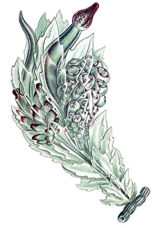 Historical illustration, Siphonophorae