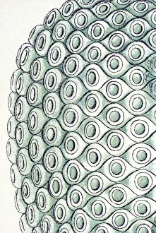 Historical illustration, Siphonophorae