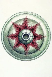 Historical illustration, Siphonophorae