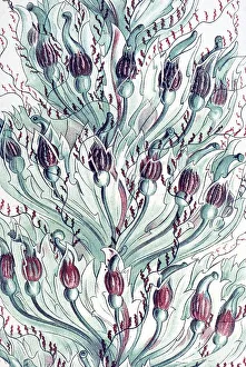 Historical illustration, Siphonophorae