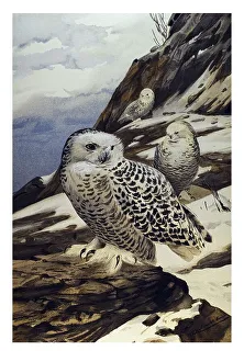 Historical illustration, Snowy Owl