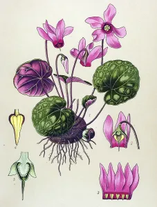 Historical illustration, Sowbread (Cyclamen purpurascens)