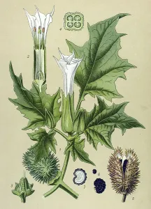 Historical illustration, Thorn Apple (Datura Stramonium)