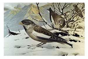 Historical illustration, White-winged Snowfinches (Montifringilla nivalis)