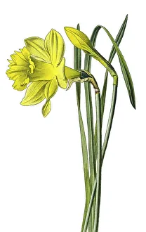 Historical illustration, Wild daffodil (Narcissus pseudonarcissus)