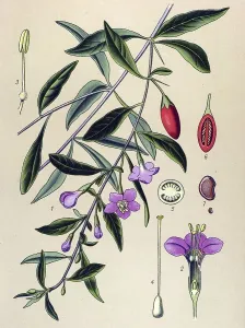 Historical illustration, Wolfberry (Lycium halimifolium)