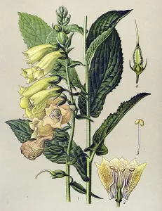 Historical illustration, Yellow Foxglove (Digitalis grandiflora)