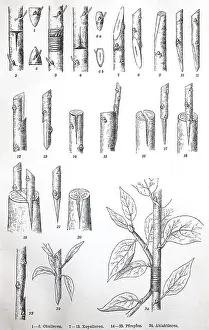 Historical illustrations of different types of grafting