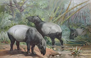 Historical image of the Malayan Tapir (Tapirus indicus)