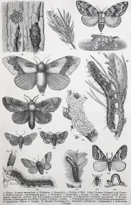 Historical image of various forestry black arches (Liparis monacha)