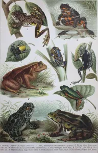 Historical image of various frogs and toads