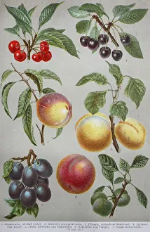 Historical image of various fruits